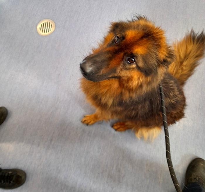 German shepherd at vet clinic