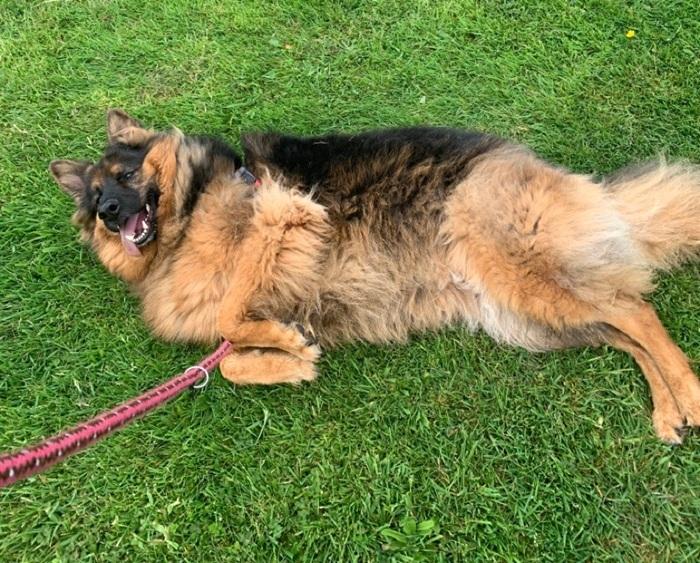 German shepherd laying on green grass smiling