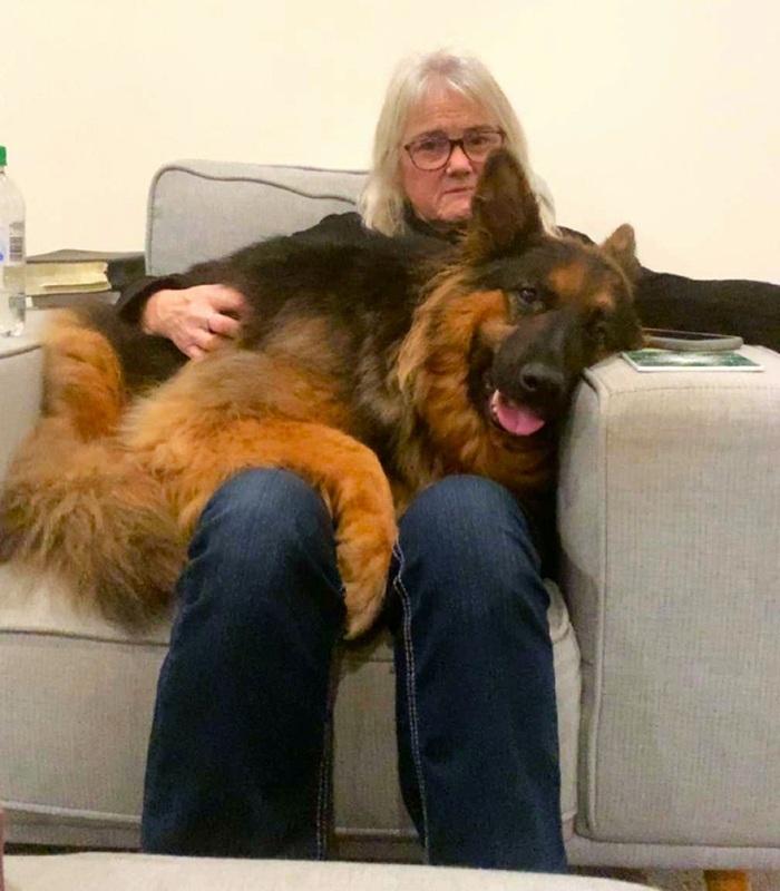 German shepherd cuddled on knee of owner looking happy