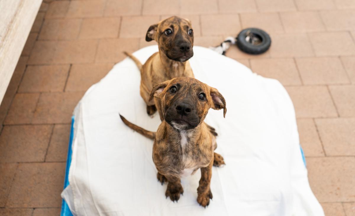 SPCA's ‘Double Your Impact’ day to take place on 12 March