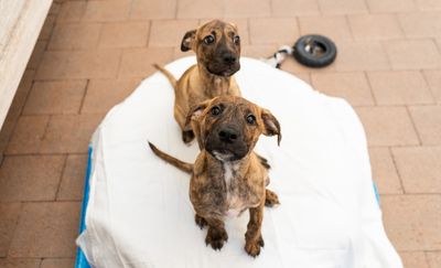 SPCA's ‘Double Your Impact’ day to take place on 12 March