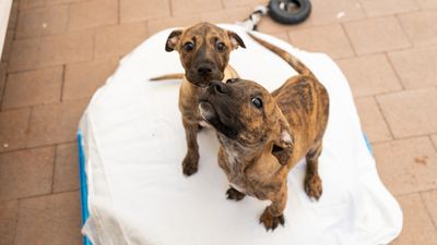 SPCA’s matched giving day: the results are in