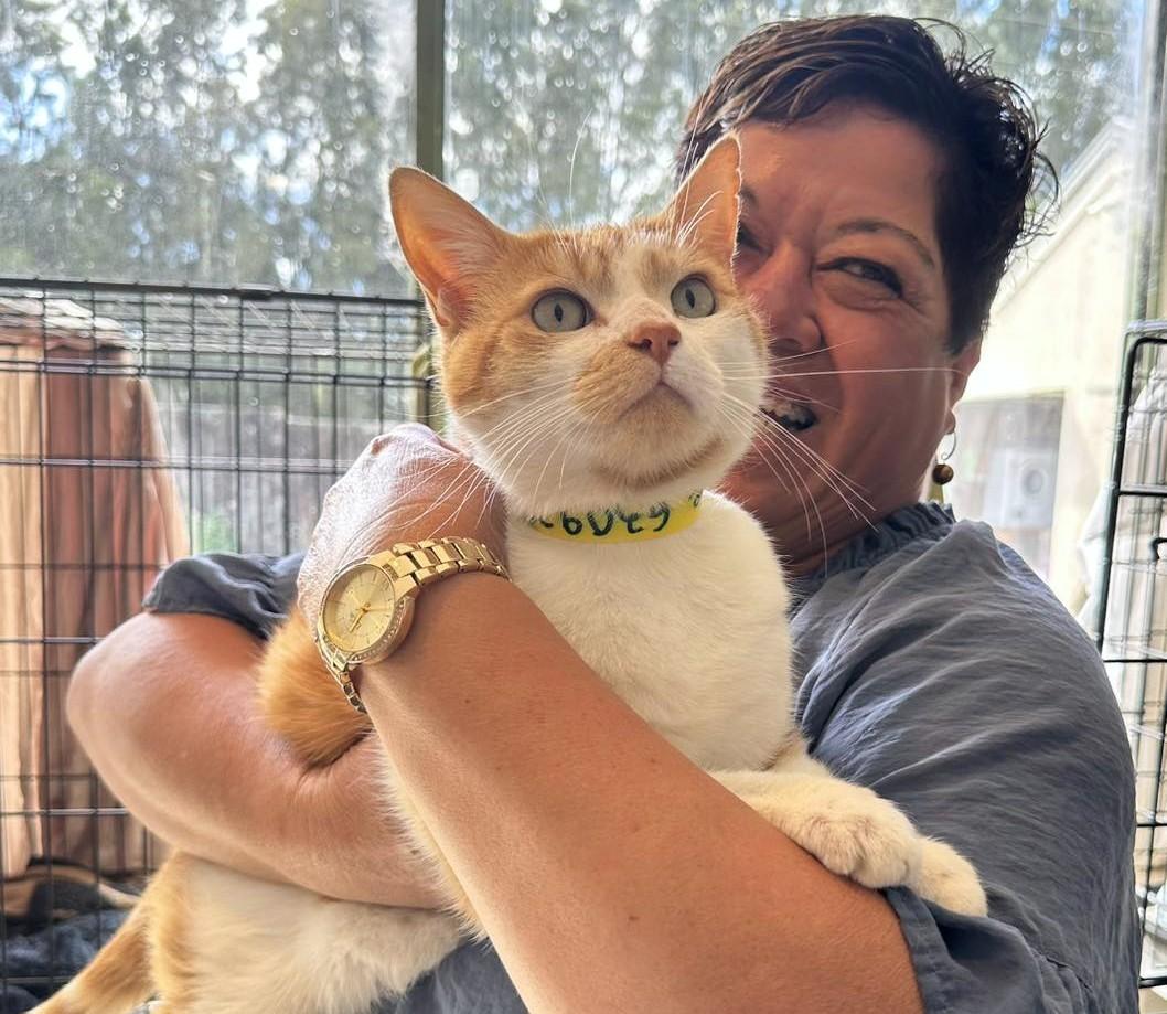 Over 2,500 cats and kittens find their forever homes through SPCA’s Walk-in Caturdays 