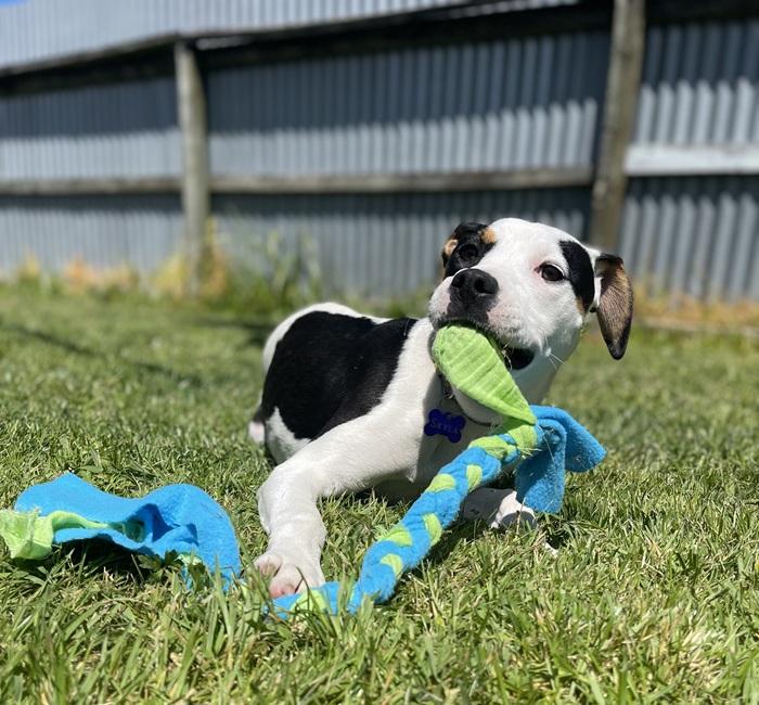 SPCA Pumba puppy playing on grass