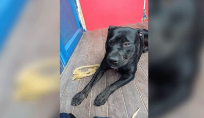 Man prosecuted for brutal treatment of dog