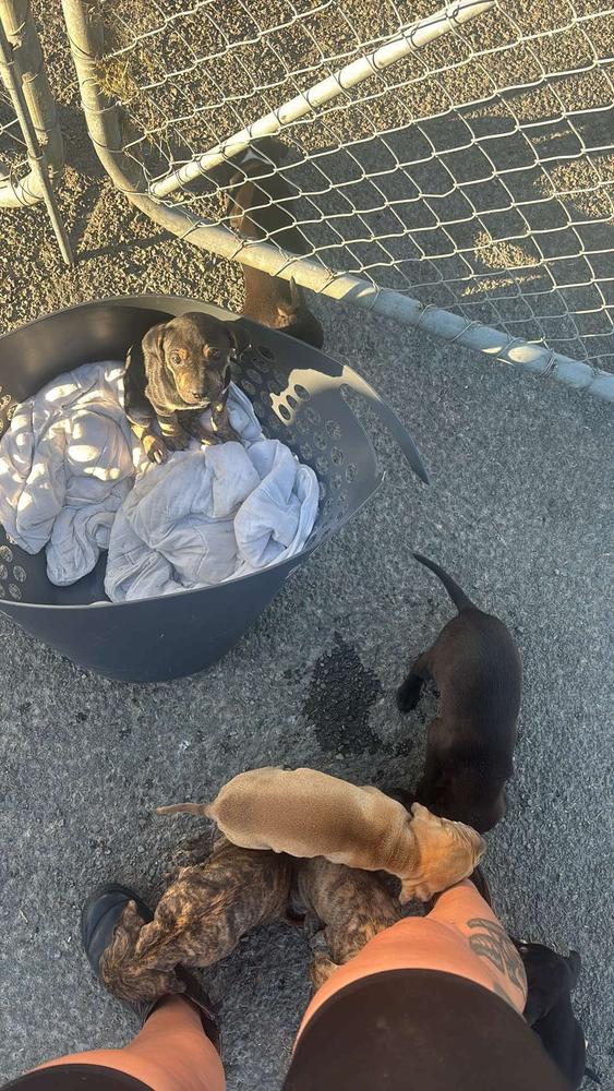 Tiny puppies climb out of a washing basket and onto a person's feet.