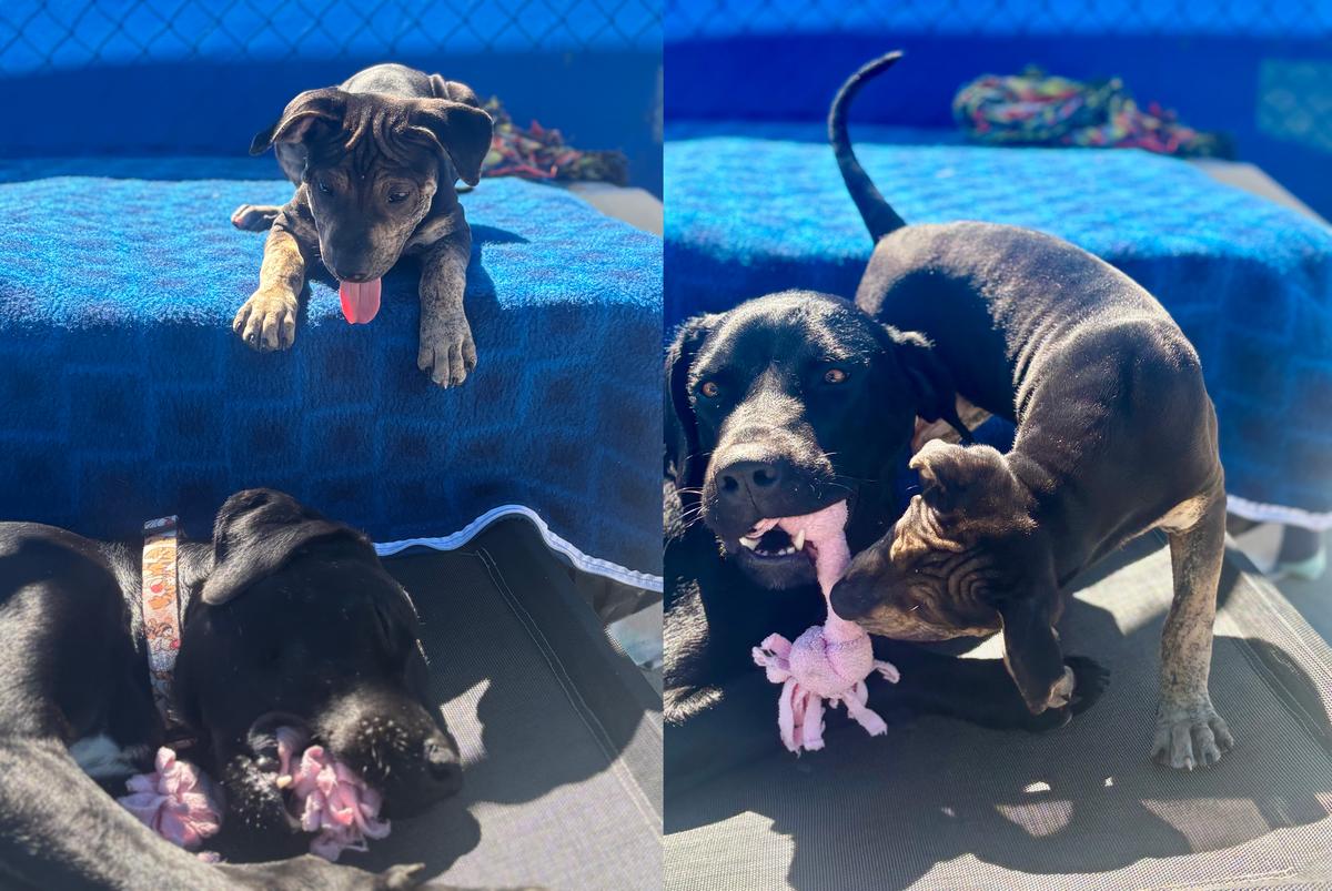 A small puppy plays with a larger black dog.