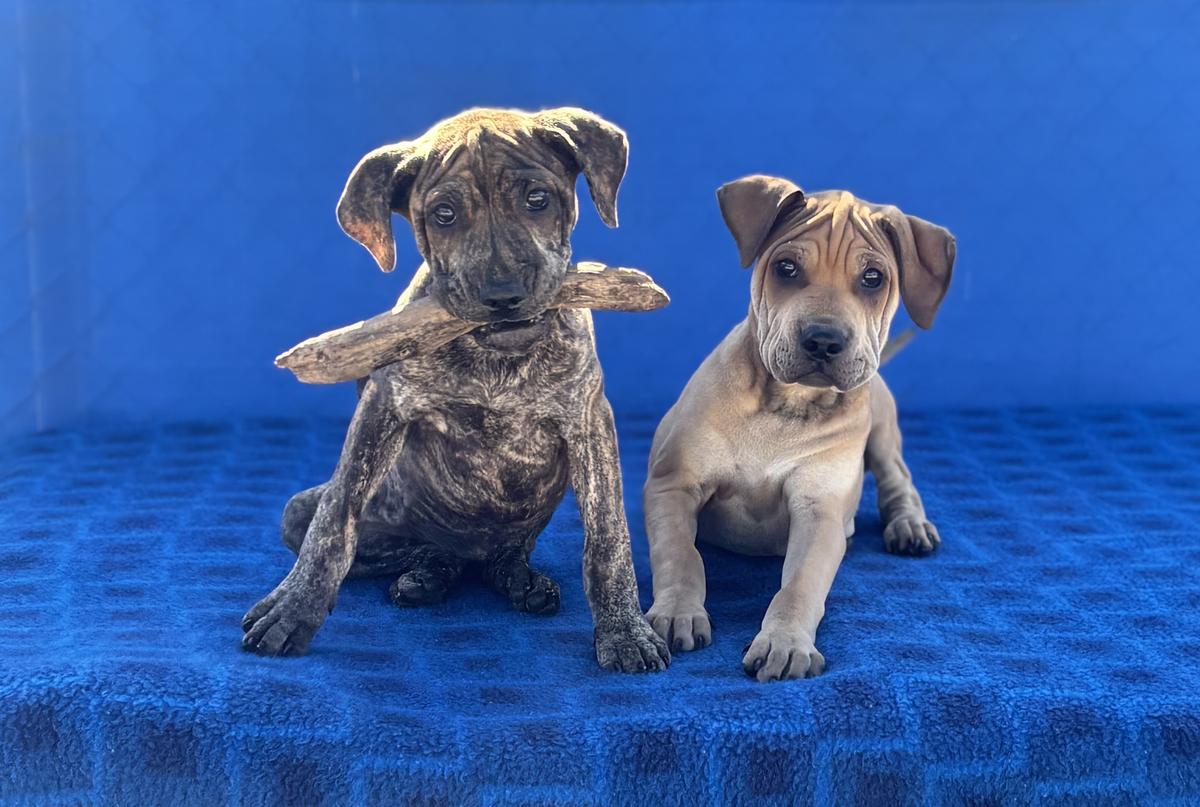 Two small puppies sit in front of a blue backdrop. One is holding a stick in her mouth.