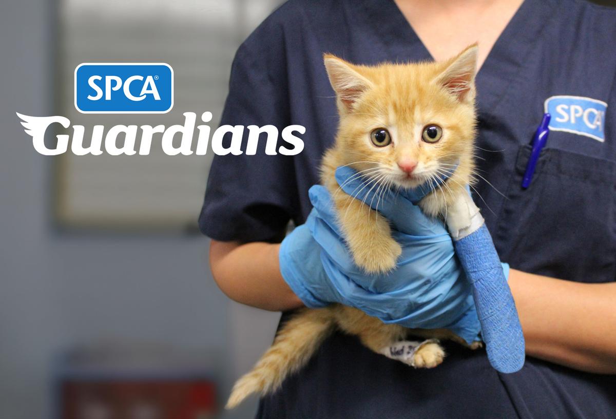 Become an SPCA Guardian. Make a lifelong impact.