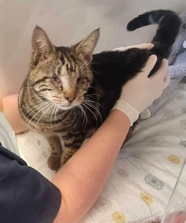 Davie the SPCA cat on arrival 