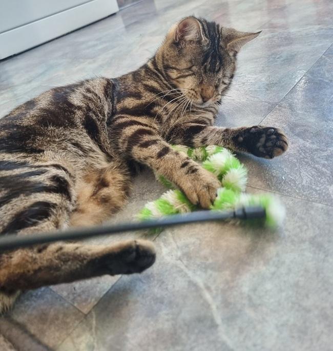 Despite not being able to see, Davie loves to play with his toys.