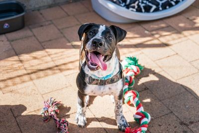 SPCA celebrates huge win with new dog tethering regulations announced