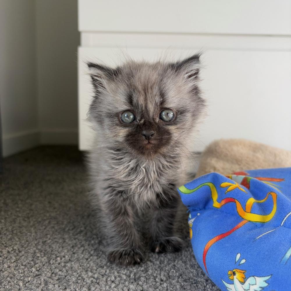 From rescued to rehomed: Stella’s story