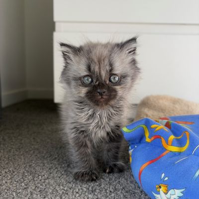 From rescued to rehomed: Stella’s story