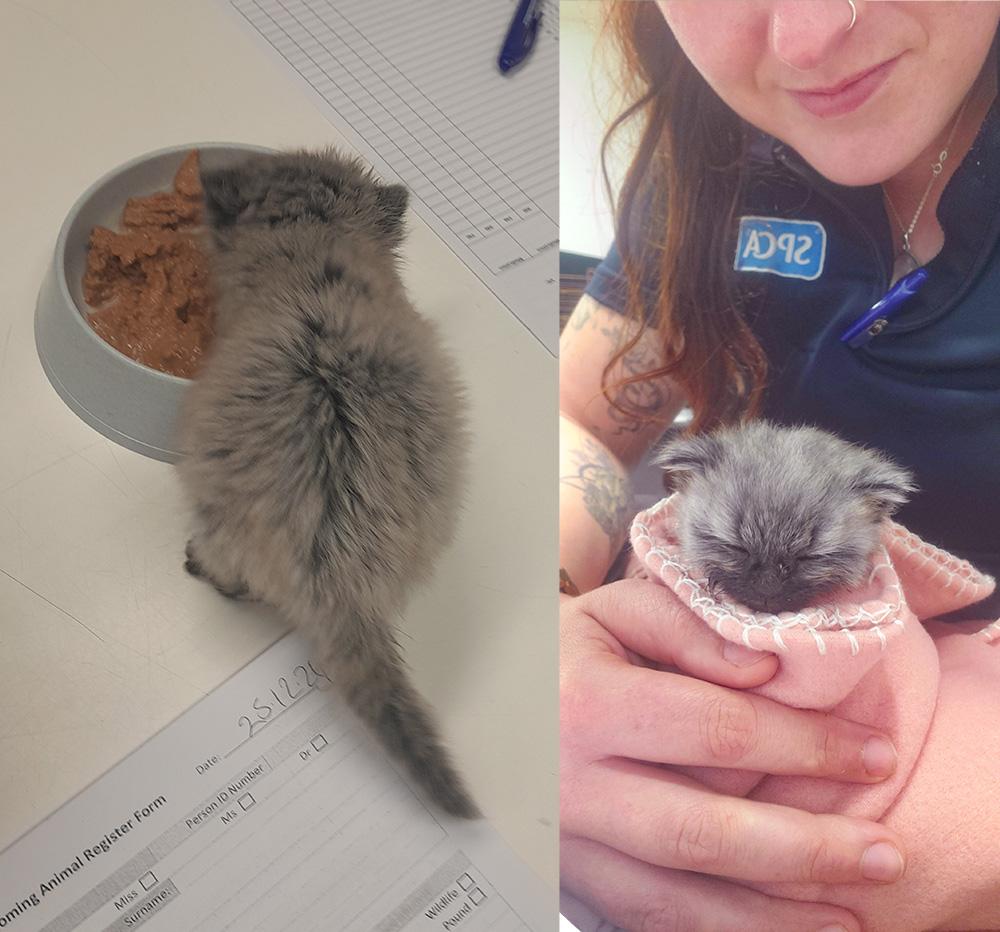 A tiny grey kitten eats out of a large bowl of wet food (left). The same kitten sits with her eyes closed in a pink blanket burrito (right).
