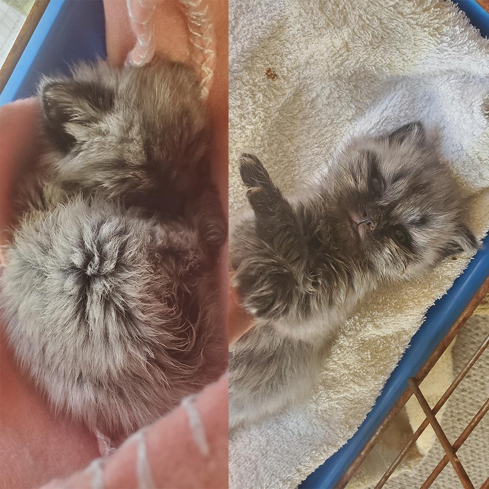 A small grey kitten curled up in a ball (left). The same kitten with her paws in the air staring at the camera (right).