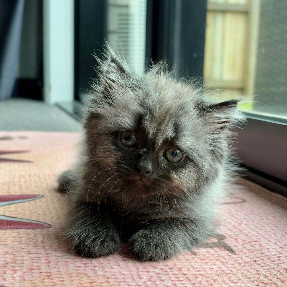 A small grey kitten looks at the camera.