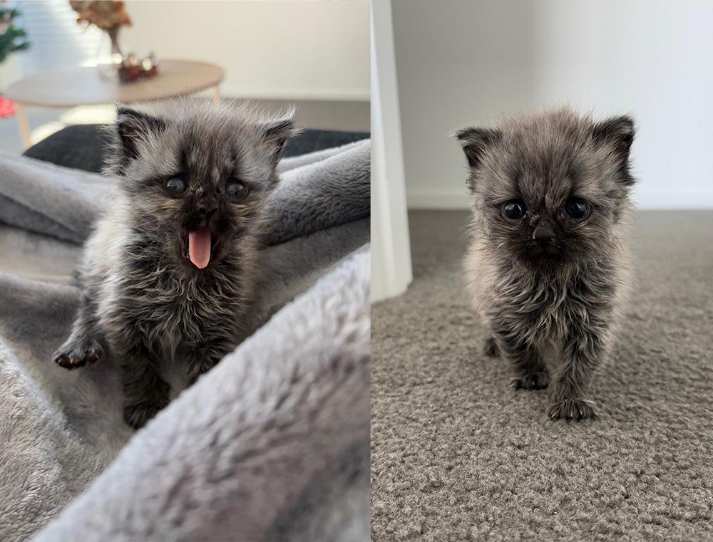 A small grey kitten with black pointed fur yawns wide (left). The same kitten with ruffled fur walks on carpet (right).
