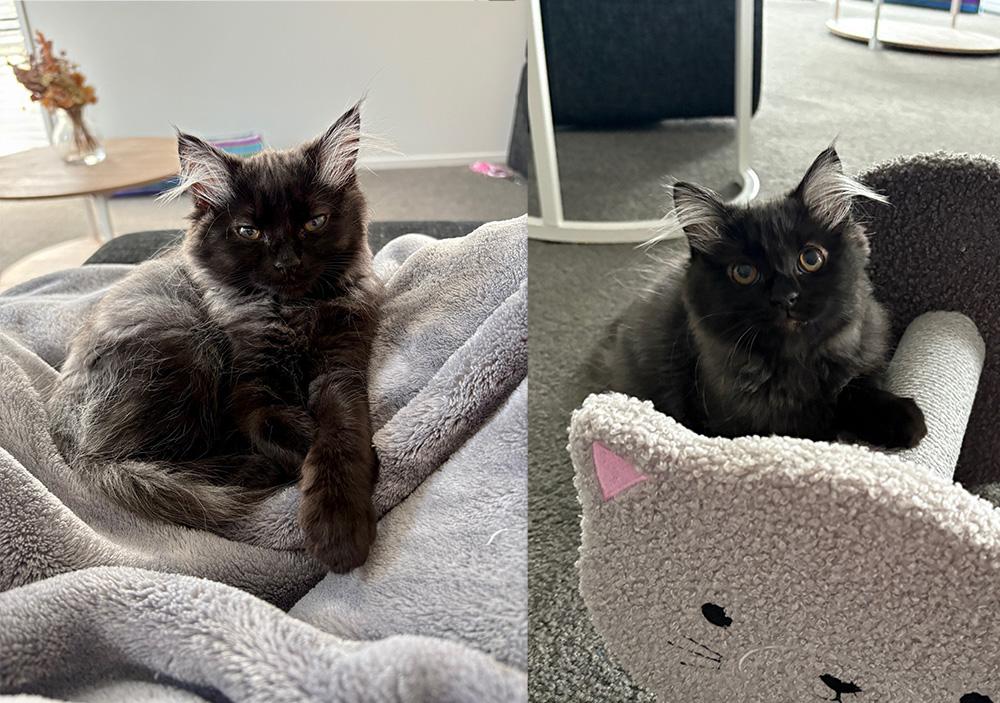 A teenaged cat with black fur and grey ears sits on a blanket (left). The same cat sits on a cat stand (right).