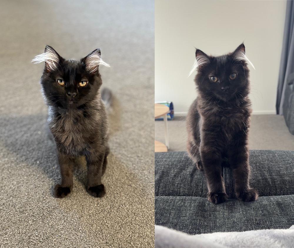 A black kitten with striking white long ear tufts sits on carpet indoors (left and right).