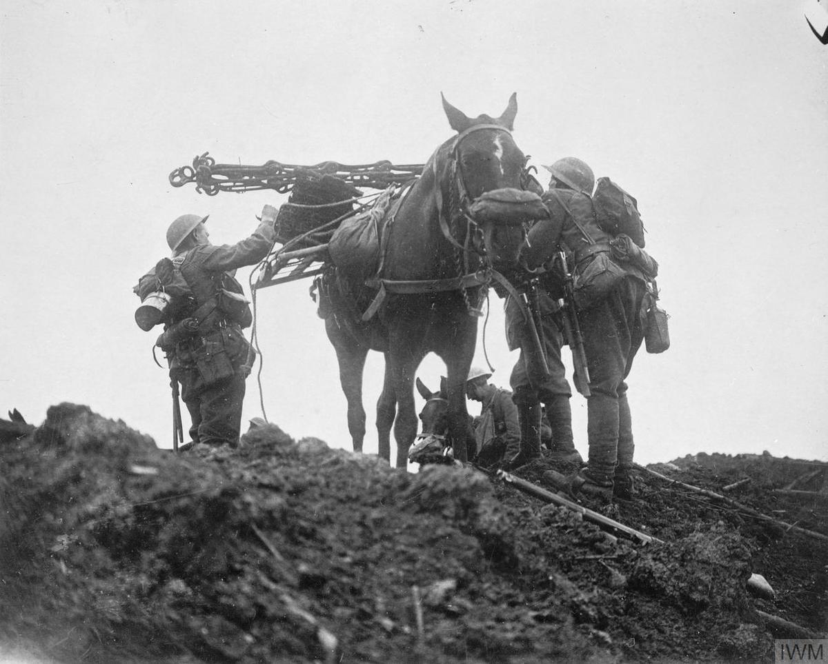 Horse on the frontline during World War One