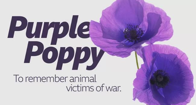 Purple poppy to remember animals at war