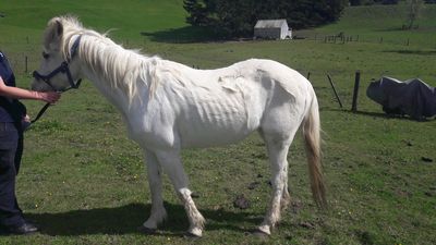 Horse sanctuary owner prosecuted after neglecting a pony in her care