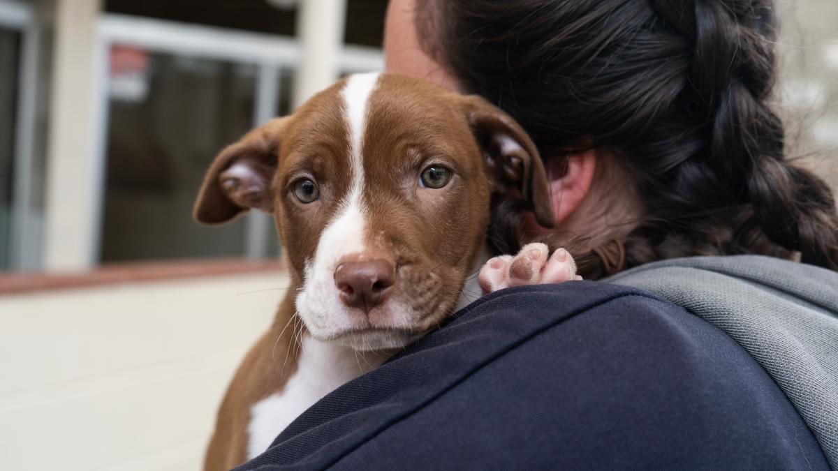 Winter foster homes needed for dogs across the country