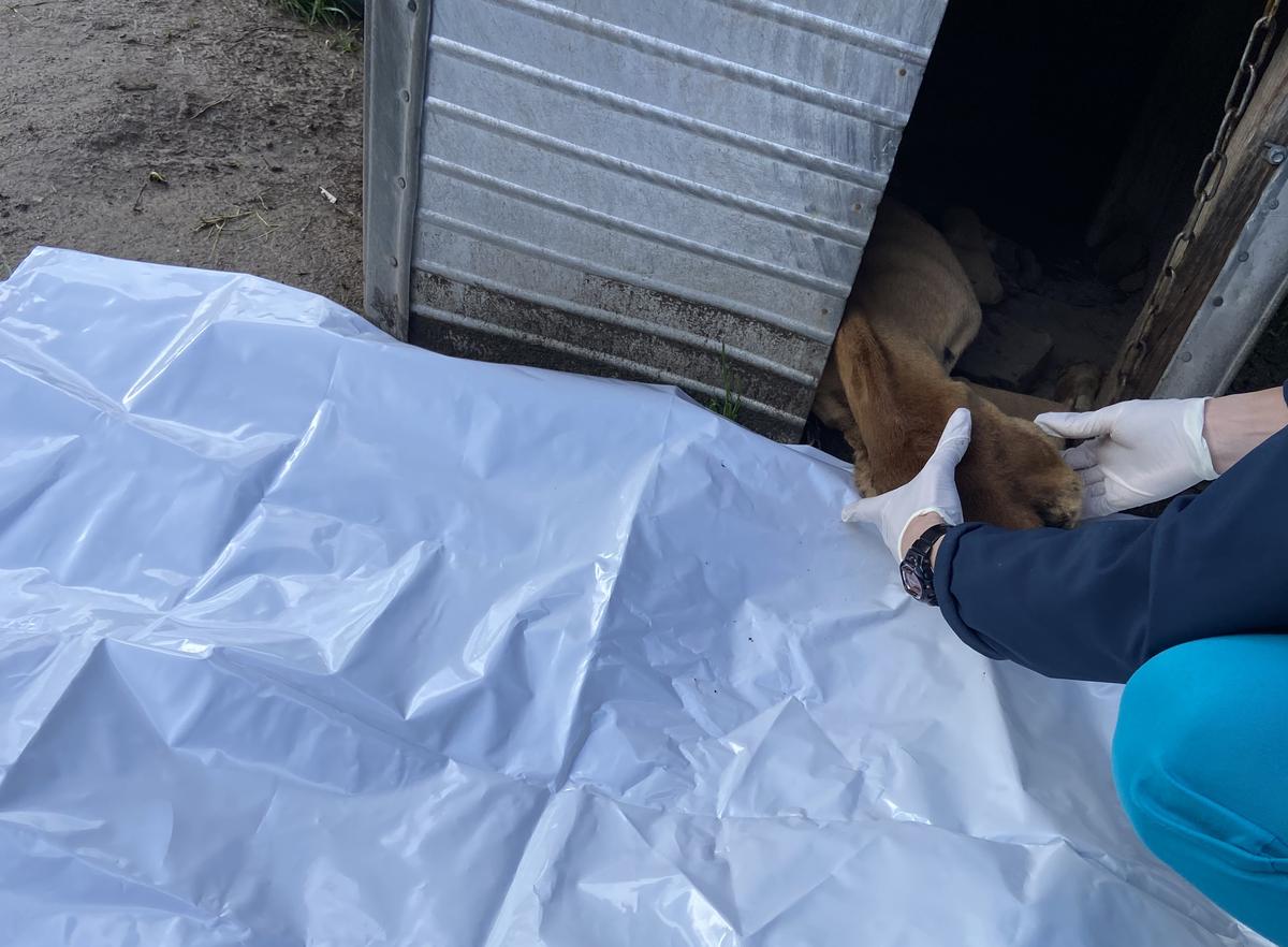 SPCA prosecutes owner who left dog to starve to death