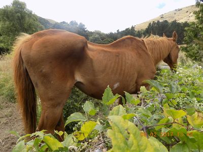 SPCA prosecutes man for failing to provide adequate food for his horse