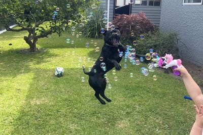 Dog lovers put their hands up to foster this winter 