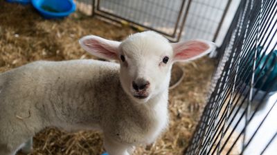 SPCA calls for urgent action on outdated animal welfare codes  