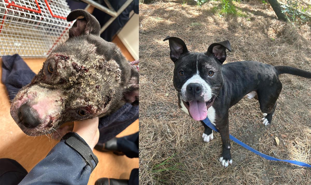 From Rescued to Rehomed: Buster's story