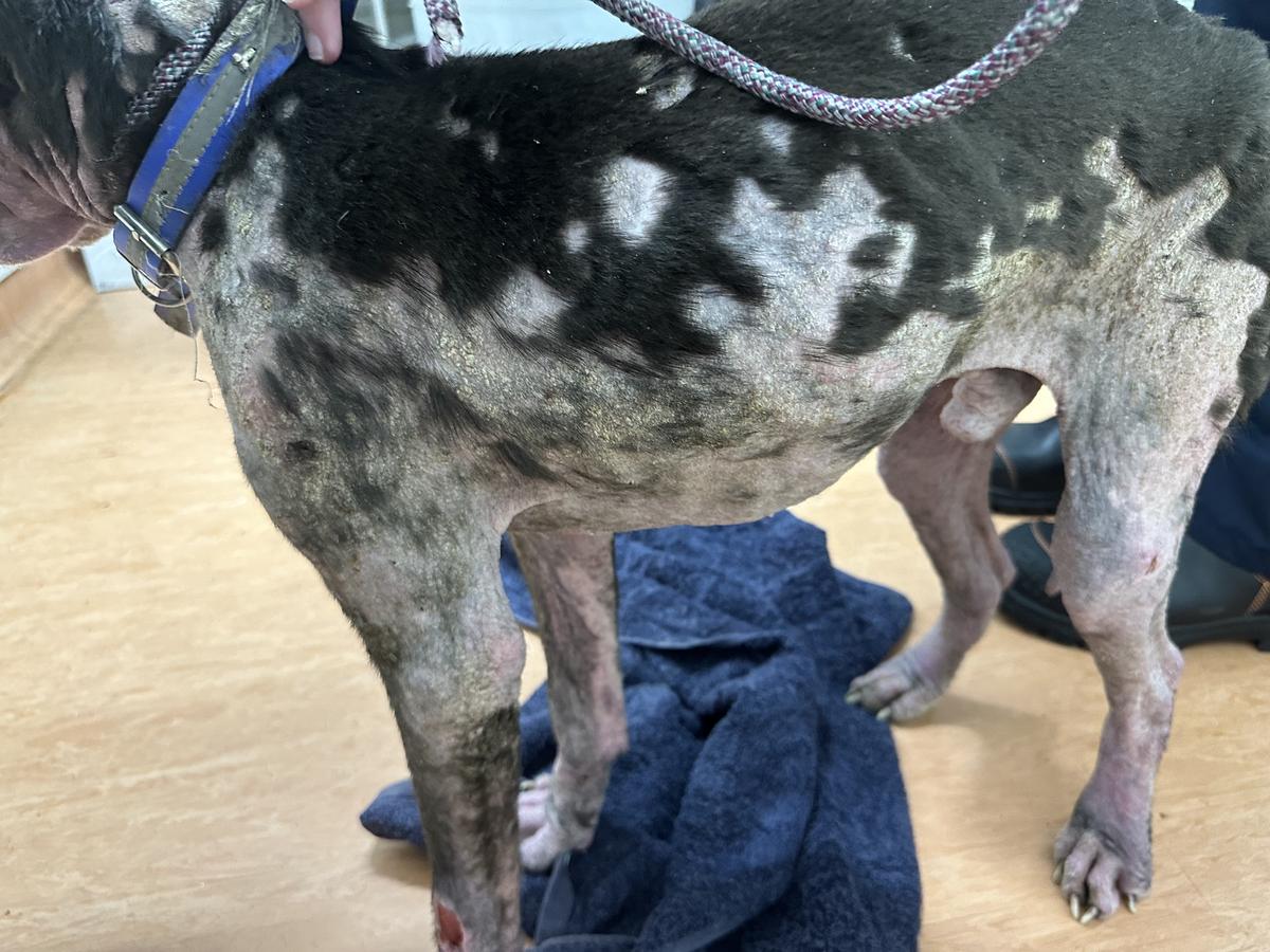 A black dog missing large patches of fur.