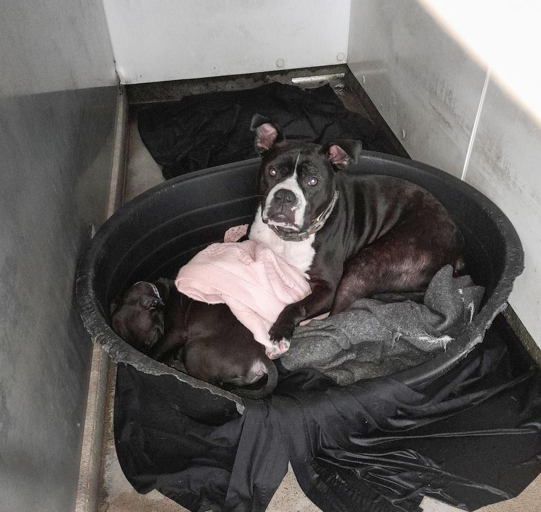 A large black dog and small black dog curl up in a large plastic dog bed.