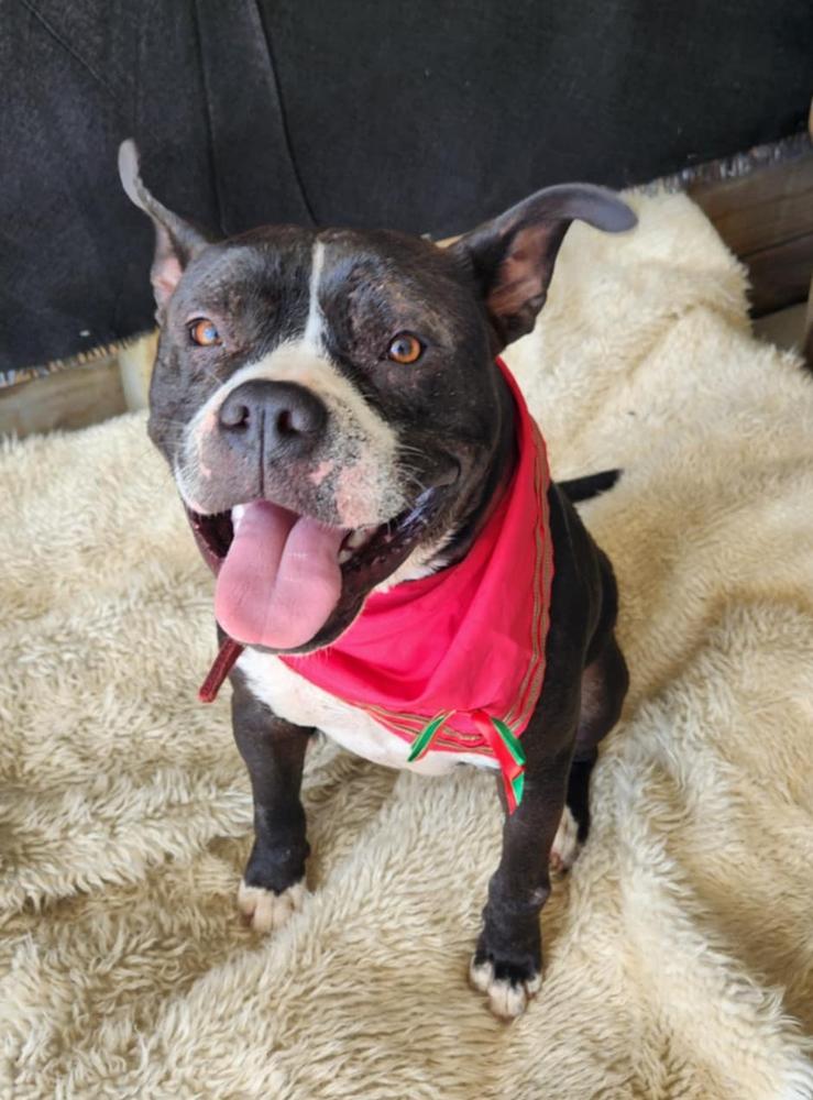 A black dog with a red bandana smiles at the camera.