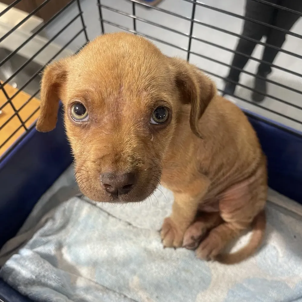 Become an SPCA Guardian. Make a lifelong impact.