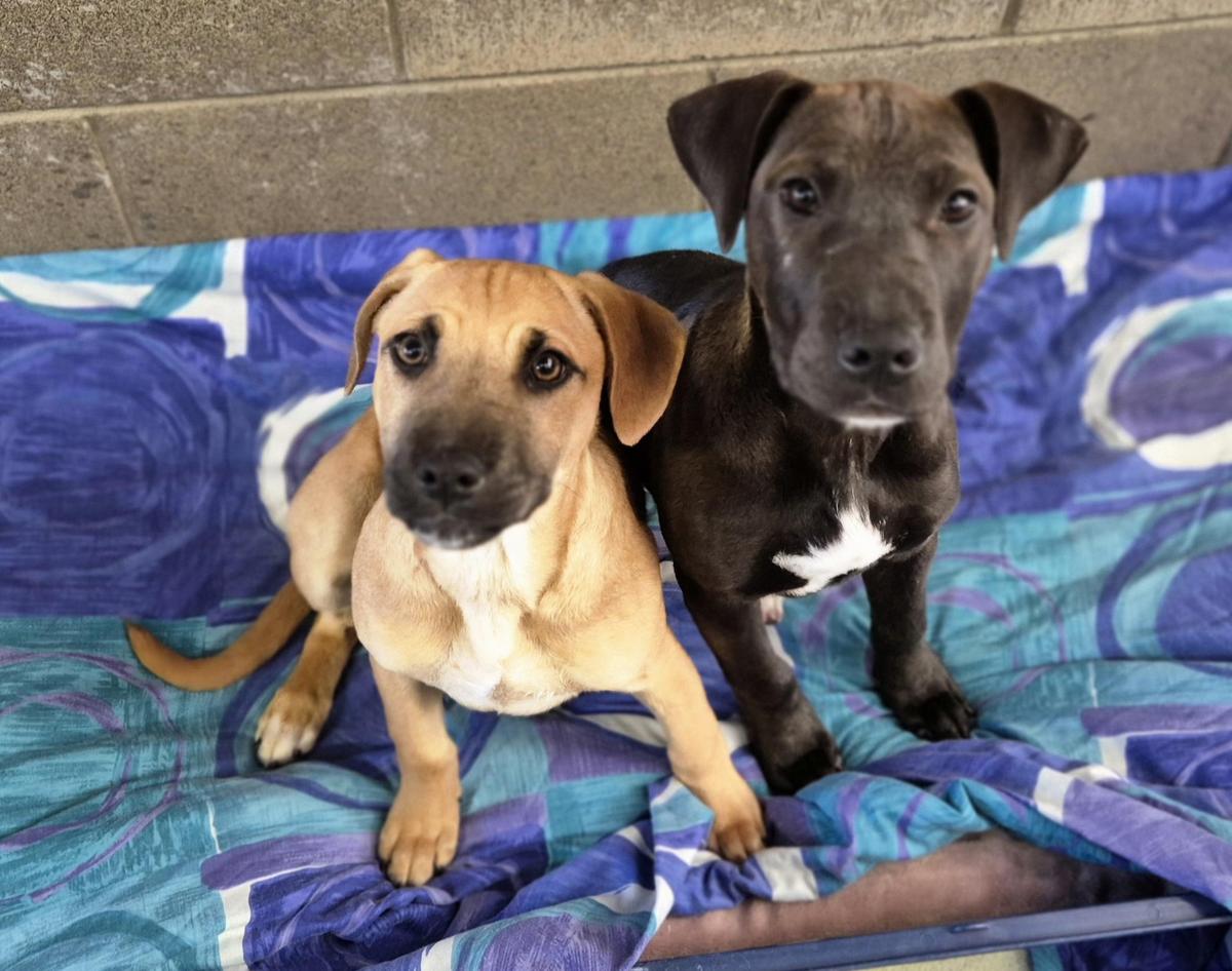 SPCA and Auckland Council launch landmark initiative to tackle roaming dog crisis