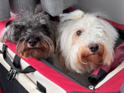 From Rescued to Rehomed: Mini and Mo's story