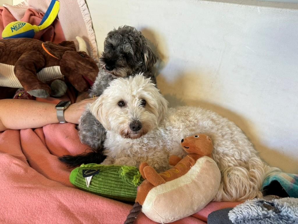 Two small breed dogs cuddle up on a dog bed, surrounded by plush toys.
