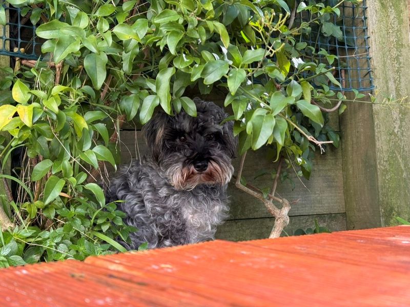Photos of two small breed dogs on a tan porch.