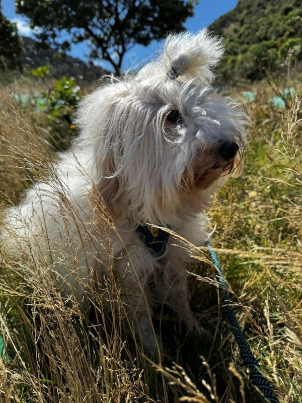 Two small breed dogs on walks.