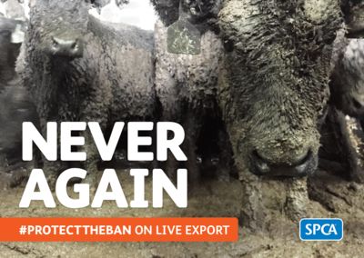 SPCA marks International Live Export Awareness Day