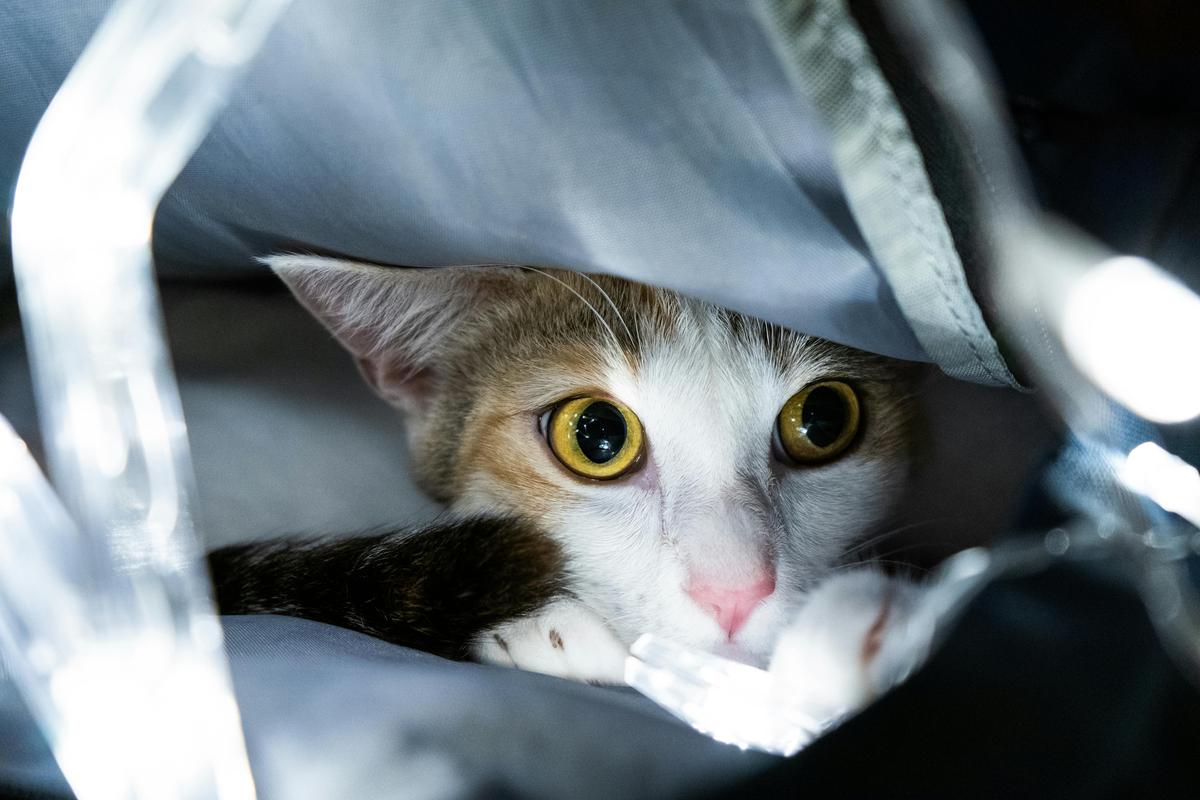 Timid cat with wide eyes hiding under a blanket in a dimly lit space