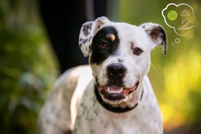 Meet your match at SPCA