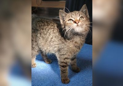 The team effort behind Rookie’s recovery 