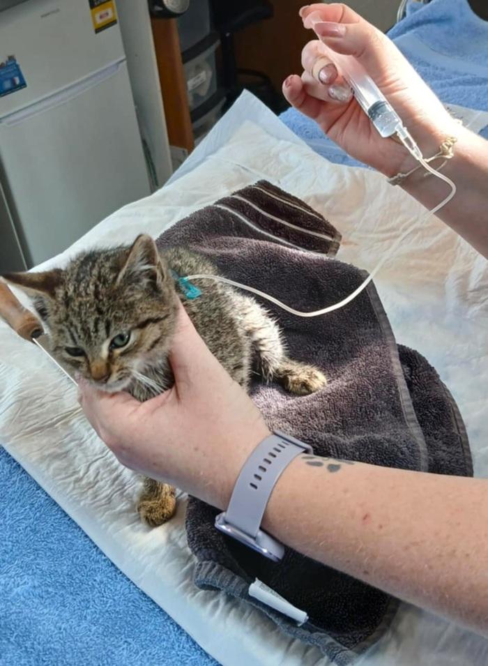 Rookie the SPCA kitten receiving medication
