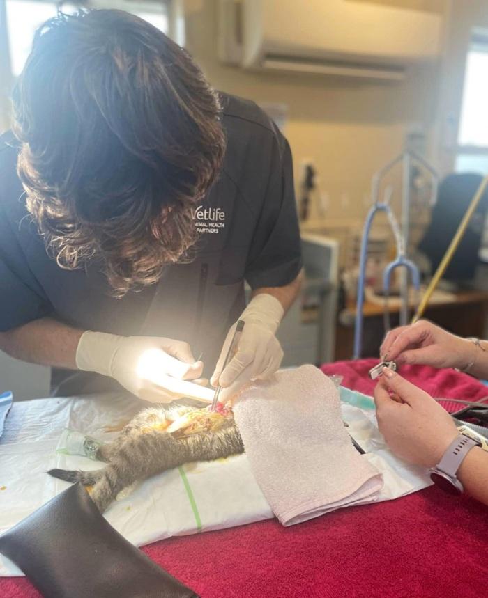 Rookie getting surgery at Vetlife Blenheim