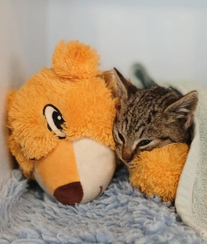 SPCA kitten Rookie recovering next to teddy bear