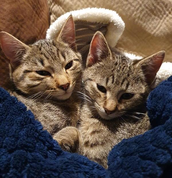 Stitch and Larry kittens cuddling